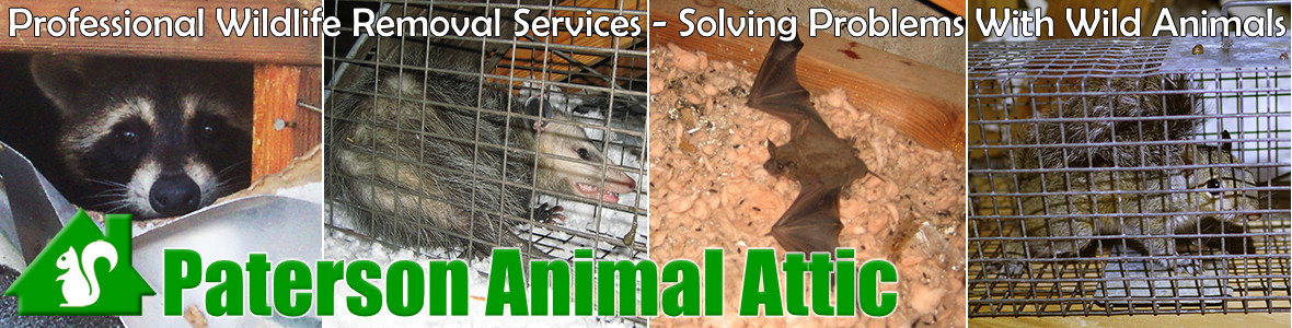 Wayne Animal Attic